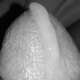 Dorkupine